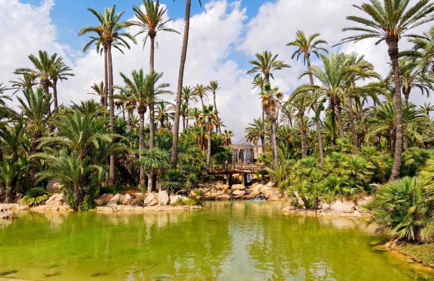 Parque el palmeral de Alicante, un rincon verde perfecto para pedida de matrimonio romántica en un entorno natural